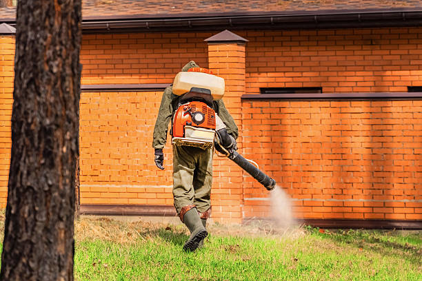 Trusted Ant Control service in Magnolia, MS - Nex Pest Control